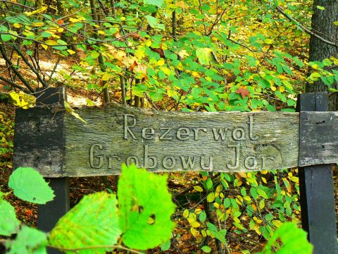 "Grabowy Jar&rdquo; &ndash; ścisły rezerwat przyrody. Fot. M. Wytlib