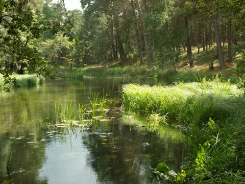 zeka &bdquo;Korytnica&rdquo;. Fot. J. Grzyś
