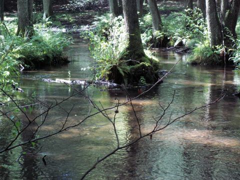 Rzeka Słopica &ndash; lewobrzeżny dopływ Drawy.