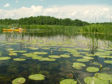 Dopływ rzeki Drawy do jez. Grażyna. Fot. J. Grzyś