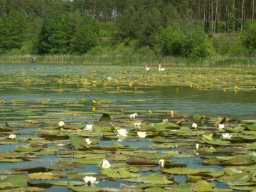 Jezioro &bdquo;Płytkie&rdquo;. Fot. J. Grzyś