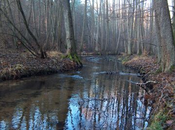 Rzeka Słopica &ndash; na zielonym szlaku Zatom &ndash; Jaźwiny &ndash; Nowa Korytnica. Fot. J. Grzyś